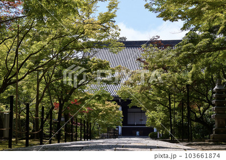 初夏の青紅葉と光明寺 103661874