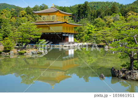 金閣寺　若葉と新緑　カキツバタ 103661911