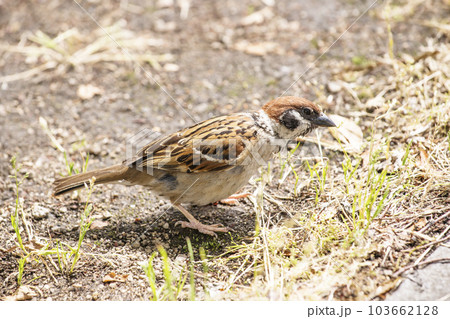 雀　すずめ　スズメ　益鳥　ものさし鳥　害鳥　　渡り鳥　小鳥　 103662128