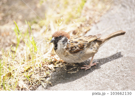 雀　すずめ　スズメ　益鳥　ものさし鳥　害鳥　　渡り鳥　小鳥　 103662130