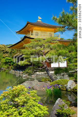金閣寺　若葉と新緑　カキツバタ 103662484
