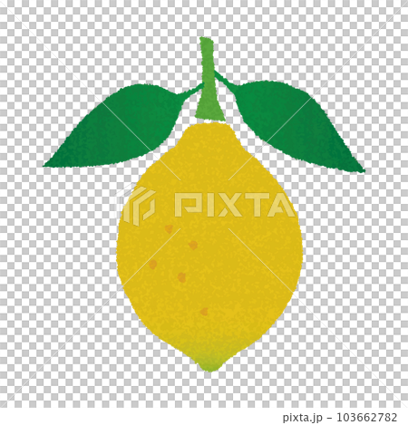 Lemon with leaves_watercolor touch_vector illustration Lemon with leaves_watercolor touch_vector illustration 103662782
