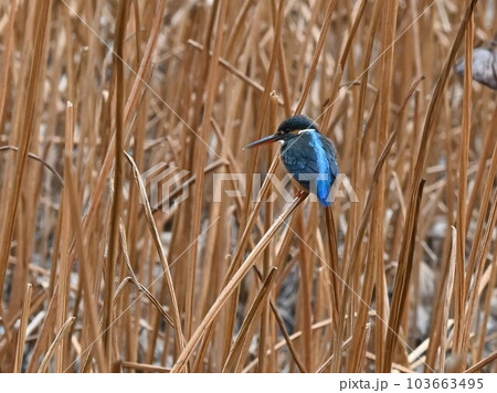カワセミ 103663495