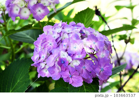 アジサイ（紫陽花） 103663537