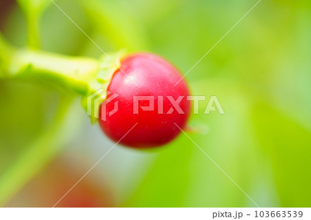 macro shooting. Small red pepper on a branch in the garden.  103663539