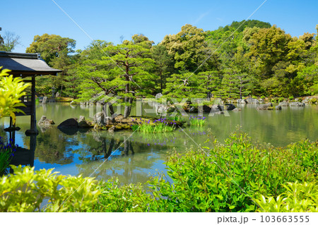 金閣寺　鏡湖池　若葉と新緑　カキツバタ 103663555