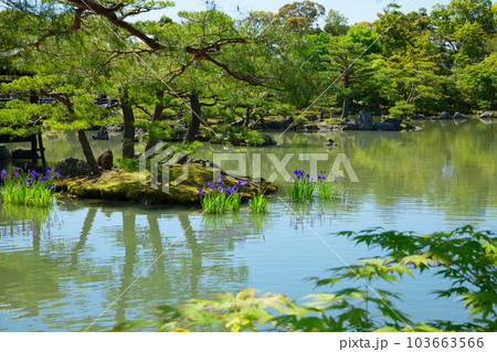金閣寺　鏡湖池　若葉と新緑　カキツバタ 103663566
