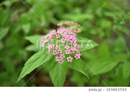 満開の可愛い下野 103663593