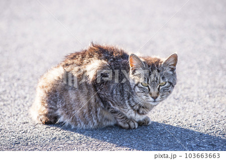 日本猫　キジ猫　座って見つめるネコ 103663663