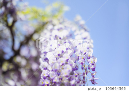 藤の花 藤の花 103664566