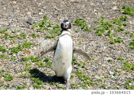 Magellanic penguin on Martillo island beach, Ushuaia 103664815