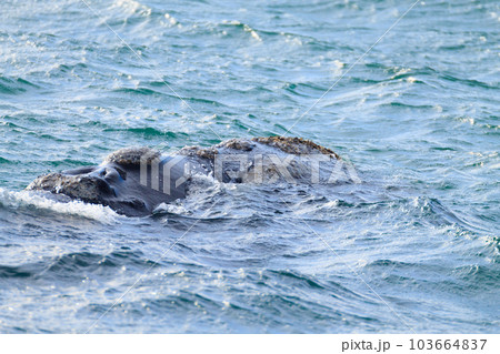 Whale watching from Valdes Peninsula,Argentina. Wildlife Whale watching from Valdes Peninsula,Argentina. Wildlife 103664837