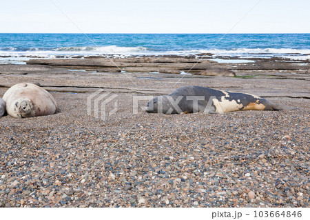 Elephant seals on beach close up, Patagonia, Argentina Elephant seals on beach close up, Patagonia, Argentina 103664846