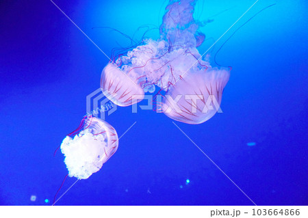 江ノ島水族館の海月 103664866