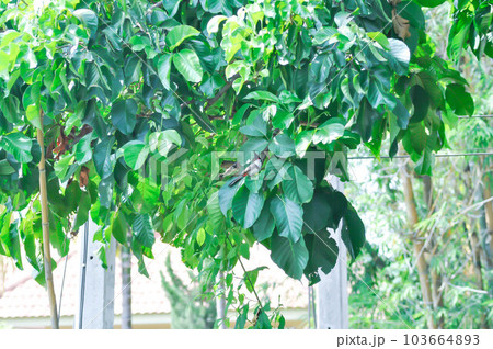 santol leaf, santol tree or santal plant or Sandoricum koetjape or  MELIACEAE or Santol, Sentul or Red Sentol or Yellow Sentol 103664893