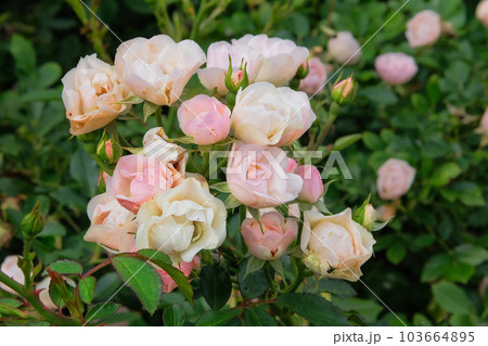 Aromatic beige rose flowers on beautiful bush in flowers garden in summer morning. Roses background in flowers garden. 103664895