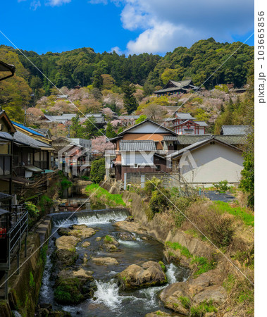 豊山 長谷寺の桜 本堂と五重塔と初瀬川 2023年4月3日 103665856
