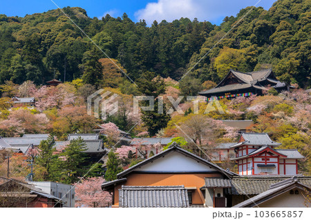 豊山 長谷寺の桜 本堂と五重塔 2023年4月3日 103665857