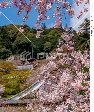 豊山 長谷寺の桜 五重塔 2023年4月3日 103665858