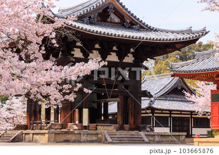 東大寺 鐘楼と桜 2023年3月31日 東大寺 鐘楼と桜 2023年3月31日 103665876