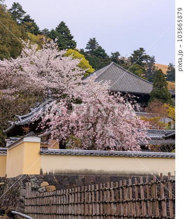 東大寺 二月堂裏参道の桜 2023年3月31日の写真素材 [103665879] - PIXTA