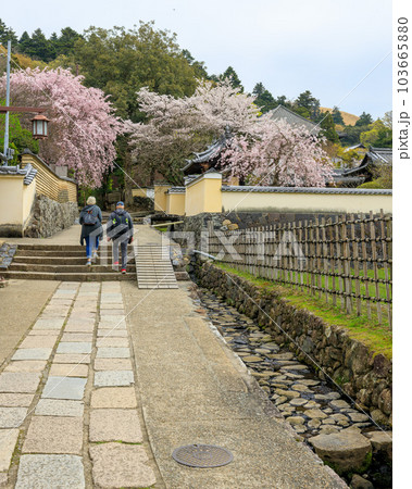 東大寺 二月堂裏参道の桜 2023年3月31日の写真素材 [103665880] - PIXTA