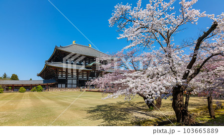 東大寺 大仏殿と桜 2023年3月29日 103665889