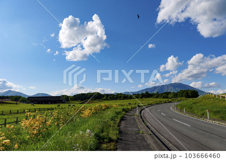岩手県　小岩井農場　ツツジと青空と白い雲 103666460