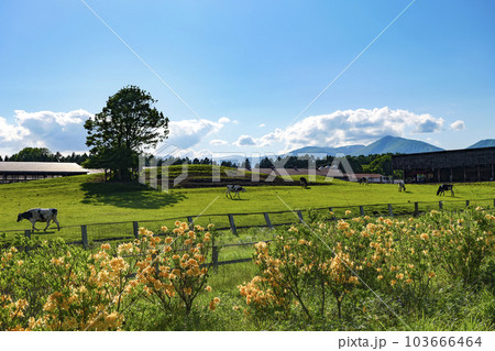 岩手県 小岩井農場 ツツジと青空と白い雲 岩手県 小岩井農場 ツツジと青空と白い雲 103666464