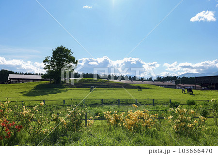 岩手県 小岩井農場 ツツジと青空と白い雲 岩手県 小岩井農場 ツツジと青空と白い雲 103666470
