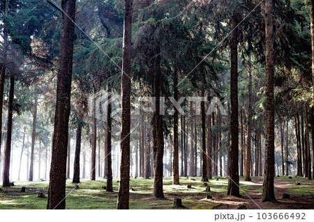 Trees Forest Landscape Trees Forest Landscape 103666492