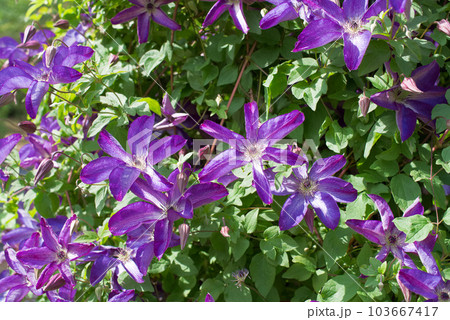 蔓性植物の女王　クレマチス 103667417