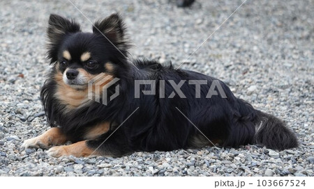 砂利の庭でくつろぐ犬 103667524