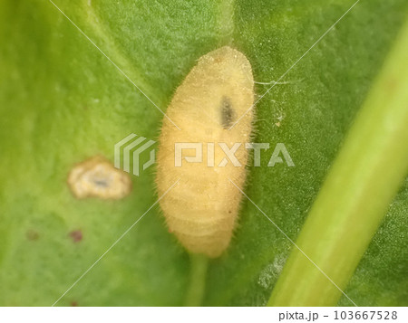 寄生蜂に寄生されてしまったベニシジミの幼虫 103667528