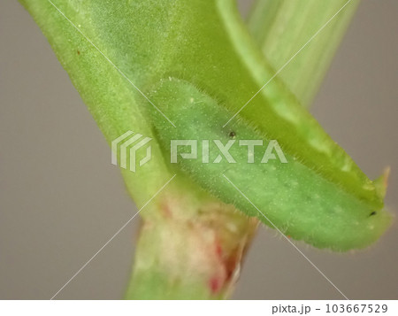 寄生蜂に寄生されてしまったベニシジミの幼虫 寄生蜂に寄生されてしまったベニシジミの幼虫 103667529