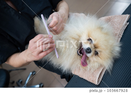 A female groomer is filing the claws on the paws of a Spitz. Dog manicure procedure. 103667928