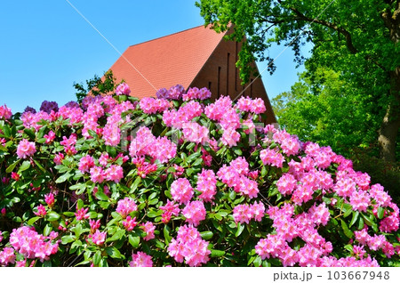 Rhododendron(Azalea) flowers in the city park during spring 103667948