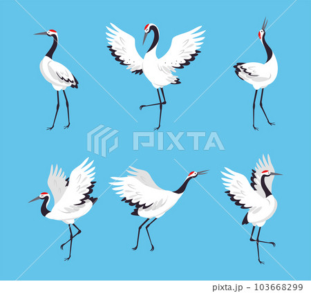 Red Crowned Crane as Long-legged and Long-necked Bird in Different Pose Vector Set 103668299