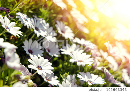 A chamomile field closeup 103668348