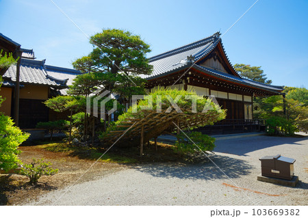 金閣寺の陸舟の松 若葉と新緑 金閣寺の陸舟の松 若葉と新緑 103669382