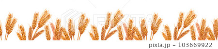 Watercolor seamless banner spikelets of rye product. Hand-drawn illustration, isolated on white background. Concept for a bakery or cafe, design: restaurant menu element, recipe cooking book 103669922