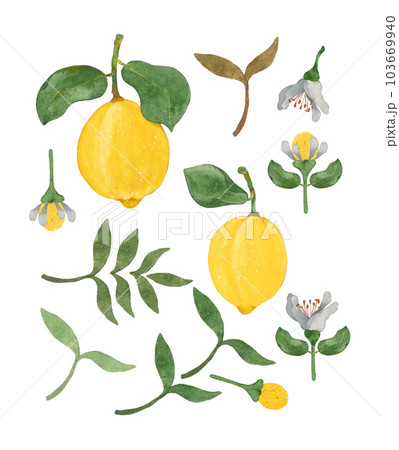 Lemon. Set of watercolor PNG details Lemon. Set of watercolor PNG details 103669940