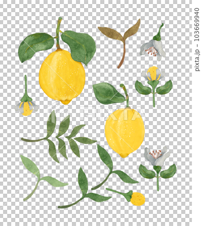 Lemon. Set of watercolor PNG details Lemon. Set of watercolor PNG details 103669940