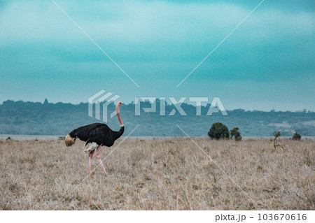 Male Ostrich Walking In The  Wilderness Savannah Grasslands Nairobi National Park In Kenyas Capital 103670616