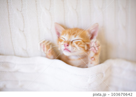 Baby cat. Ginger kitten sleeping under blanket Baby cat. Ginger kitten sleeping under blanket 103670642