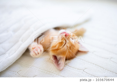 Baby cat. Ginger kitten sleeping under blanket Baby cat. Ginger kitten sleeping under blanket 103670644