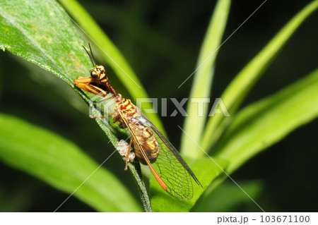 ヒメカマキリモドキ 103671100
