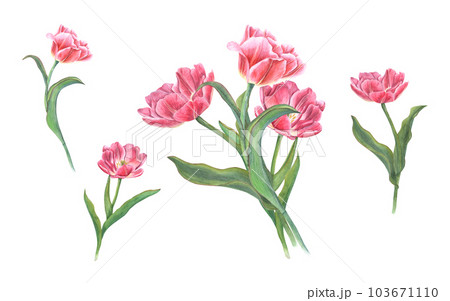 Spring pink tulips isolated on white background. Watercolor illustration of flowers bouquet for your design. For Save the Date, Valentines day, birthday, wedding cards 103671110