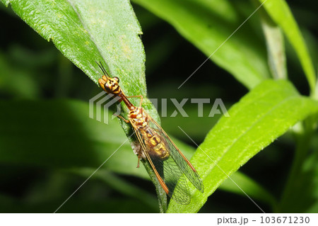 ヒメカマキリモドキ ヒメカマキリモドキ 103671230