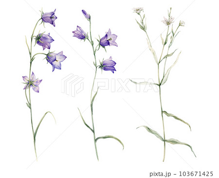 Close-up of blue spreading bellflower flowers. Campanula patula, little bell, bluebell, rapunzel. Rabelera holostea, stellaria.Watercolor hand painting illustration on isolate white background. 103671425